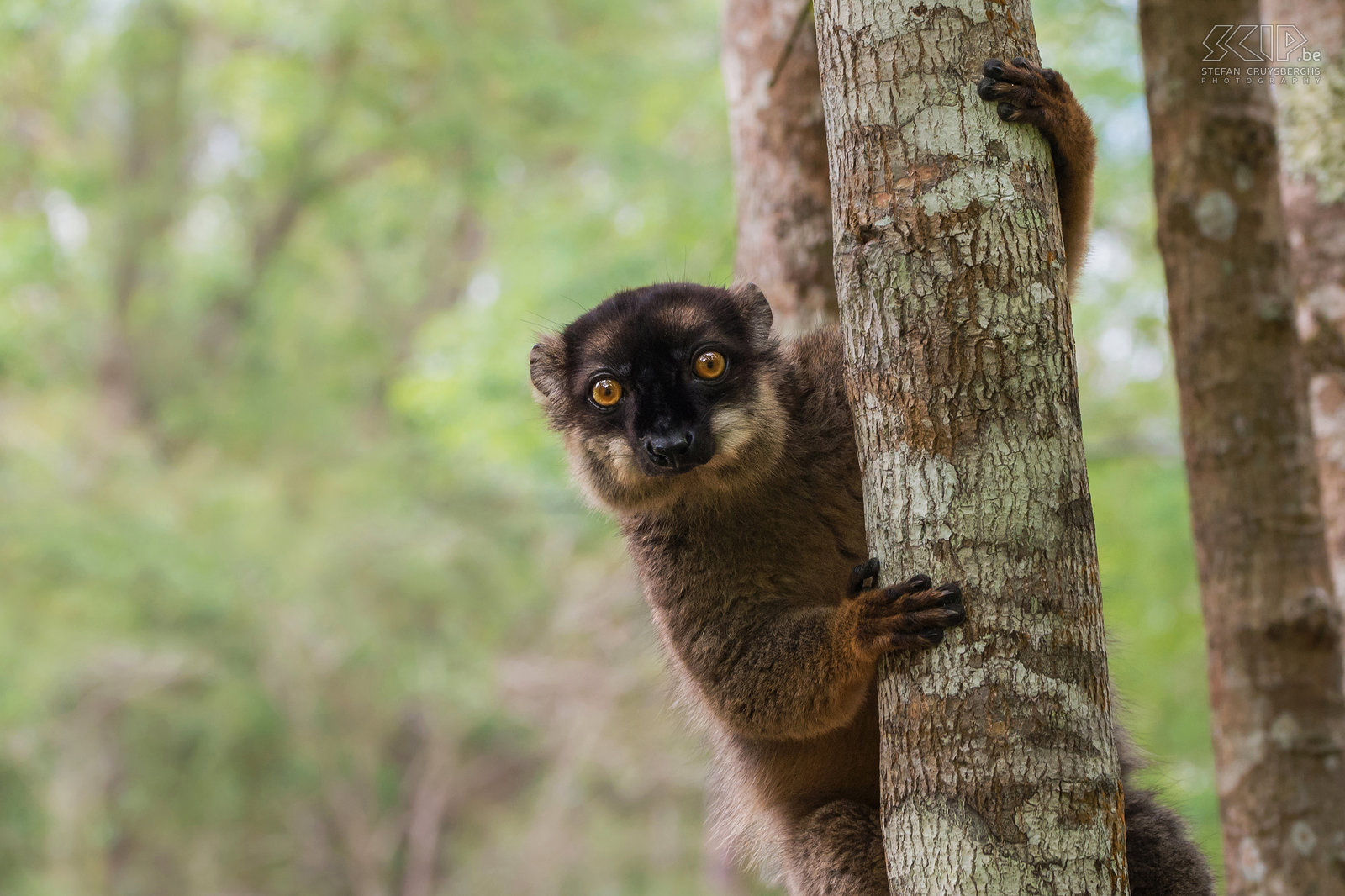 Andasibe - Bruine maki De lemuren (Lemuriformes) of maki's zijn een infraorde van de primaten en ze zijn endemisch op Madagaskar. Er zijn 86 soorten met heel wat onderverdelingen. De bruine maki’s (Common brown lemur, Eulemur fulvus) zijn er een van en ze zijn altijd heel schattig en nieuwsgierig. Het dieet van de bruine maki's bestaat voornamelijk uit fruit, jonge bladeren, bloemen en soms ongewervelden. Zij leven meestal in groepen van 5 tot 12 maki's. Stefan Cruysberghs